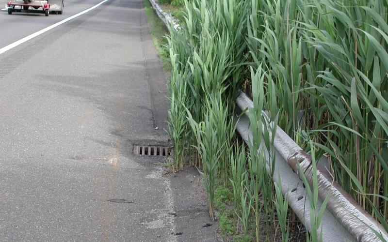 Plants growing through asphalt along the side of a road. 