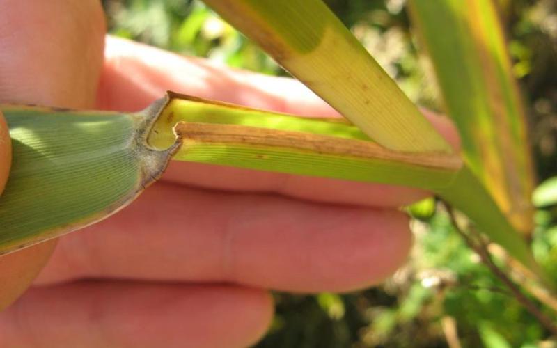 A hand holding the intersection of the leaf and stem, called the ligule.   