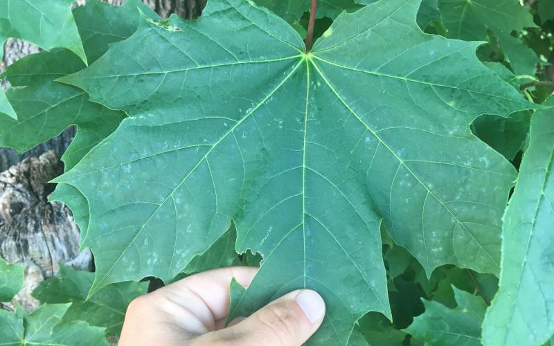 A hand holding a green leaf with deep lobes. 