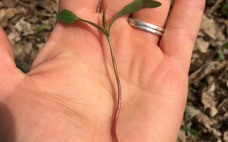 A hand holding a  Norway maple seedling with long narrow leaves.