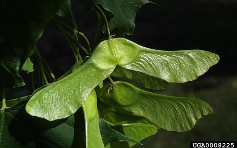 A close up of a pair of winged fruit with a dark background. 