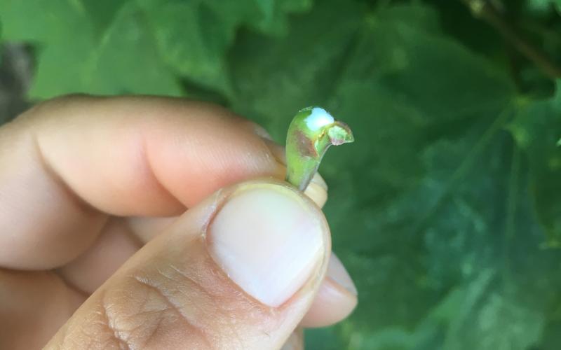 A hand holding the petiole of a leaf broken off from the branch showing white sap. 