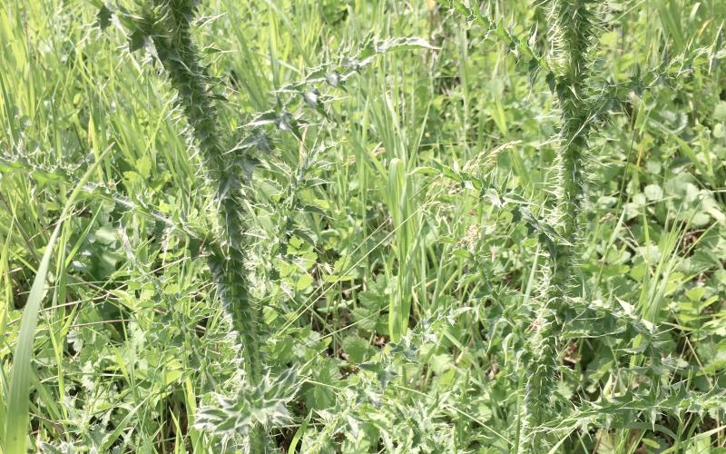 Plumeless thistle stems with flower heads beginning to form.