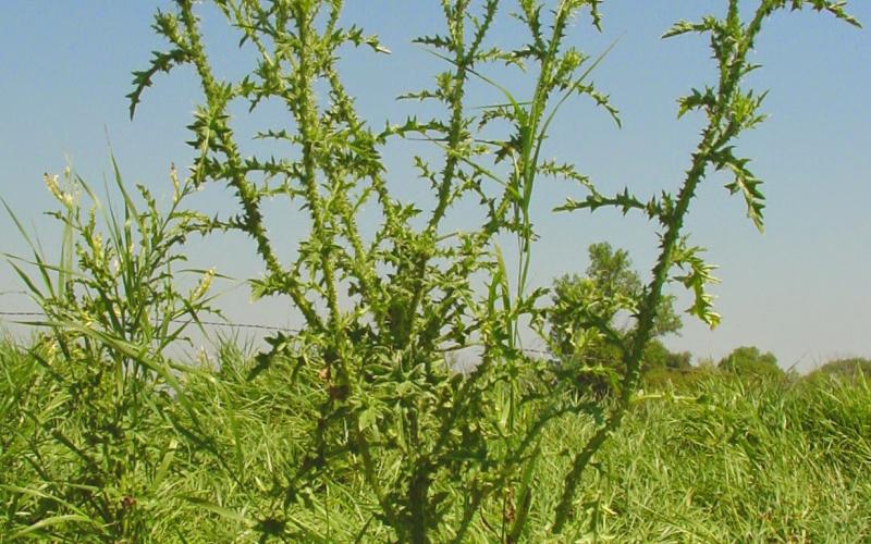 Tall plant with many branches and purple flowers at branch tips.