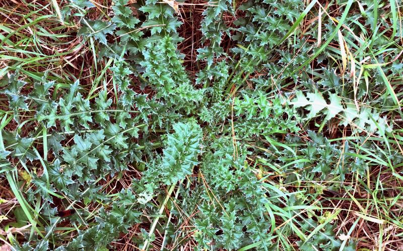 Cluster of large spiny leaves.