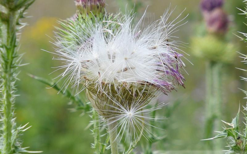 Seed head with many white fluffy seeds. 