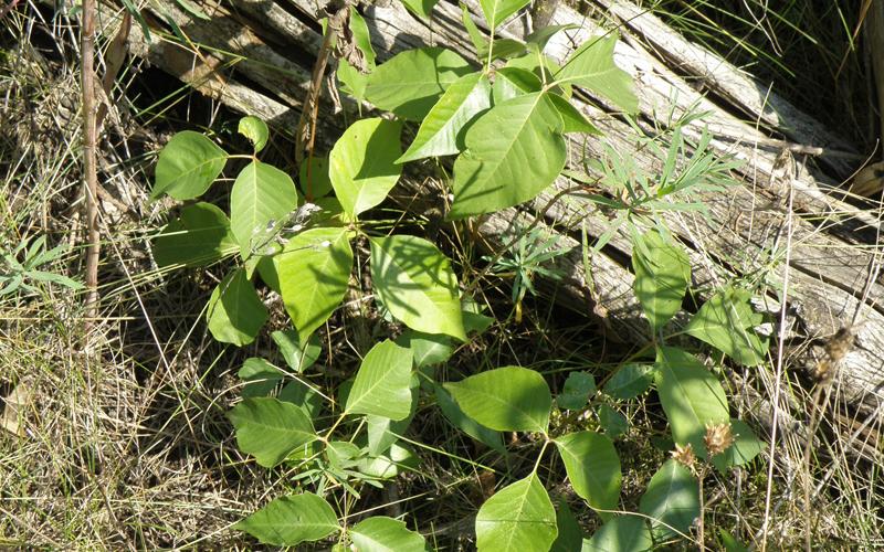 A group of plants with green leaves growing next to a log on the ground. 