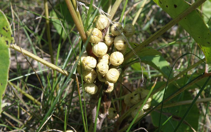 A cluster of round, whitish berries on a plant close to the ground. 
