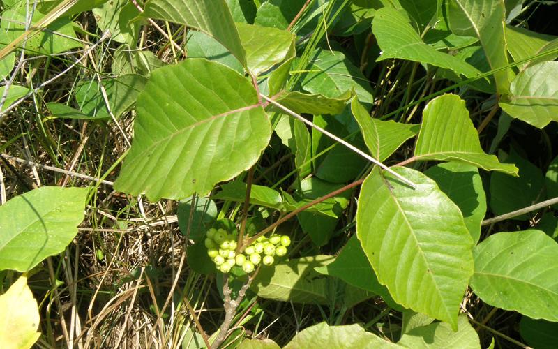 Shiny green leaves shadow a cluster of round, greenish berries. 