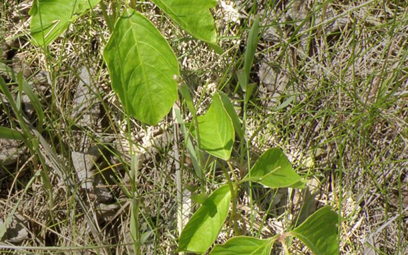 Three plants with shiny green leaves growing in a grassland. 