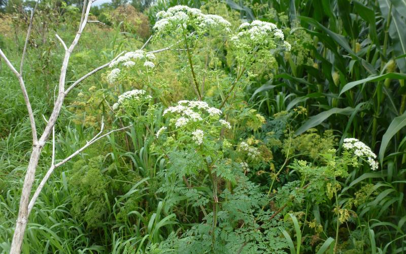 A plant with carrot-like white flowers and fernlike leaves at the edge of a corn field.