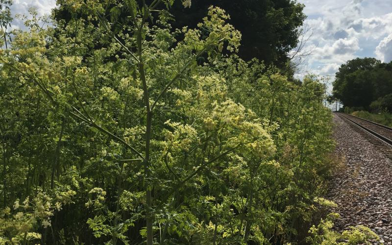 A group of plants with white flowers growing along a railroad. 