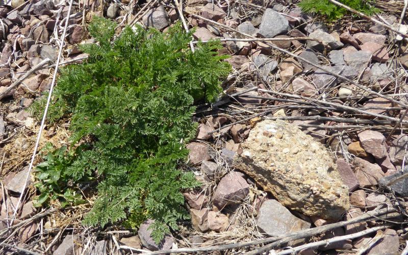 A cluster of fernlike leaves growing in a rocky soil. 