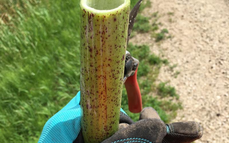 A gloved hand holds a cut, hollow stem. 