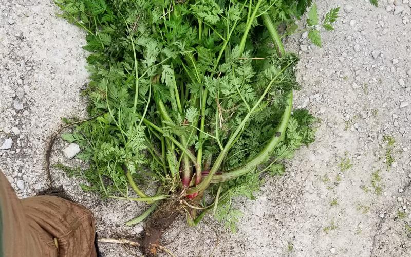 A plant pulled from the ground and laying on a gray background with a 12 inch long taproot visible. 