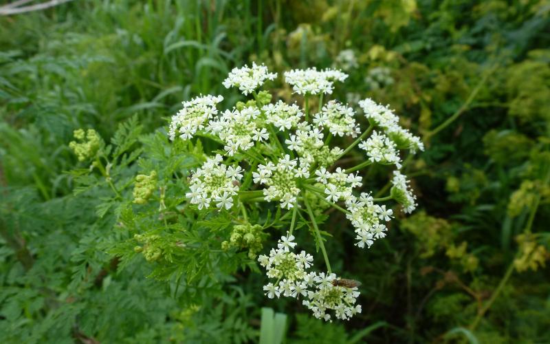 A cluster of tiny white flowers at the end of a stalk with a blurred background. 