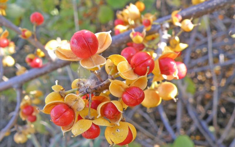Red berries with yellow capsules on a branch with a blurred background. 