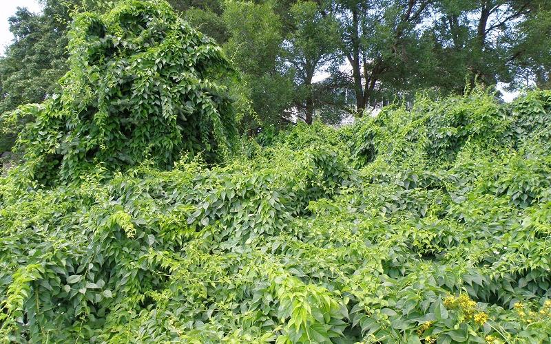 Vines with green leaves growing over other plants, including a tree.   