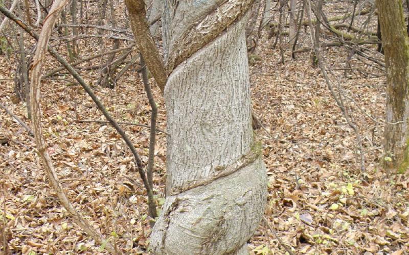 A vine growing into a tree trunk and girdling the tree. 