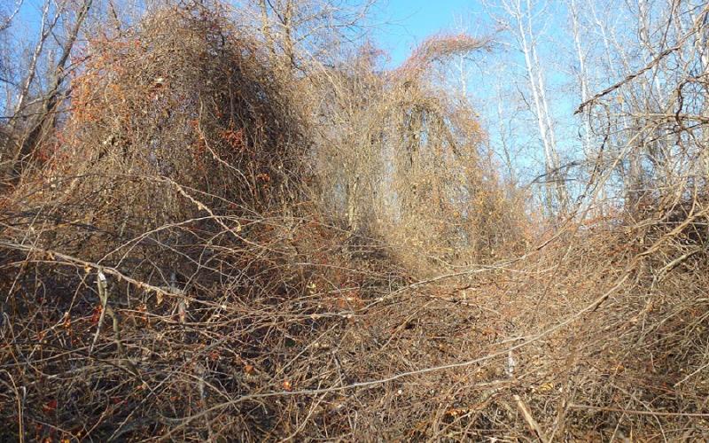 Vines without leaves overtaking trees and understory. 