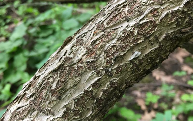 Closeup of a large stem with grayish bark.  