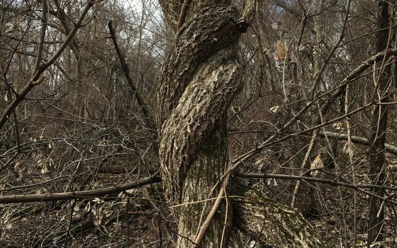 A large vine twining around a tree in a wooded area.    