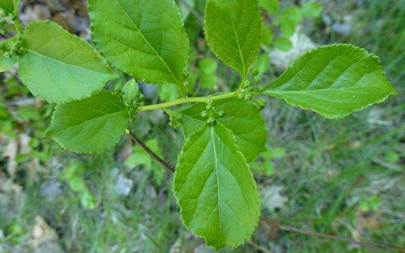 A closeup of green leaves and unopened flowers.  