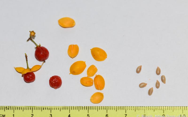 Red berries, yellow capsules, and seeds on a white background next to a ruler.   