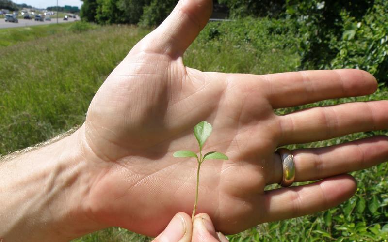 A small seedling is held in front of an open palm next to a roadway. 