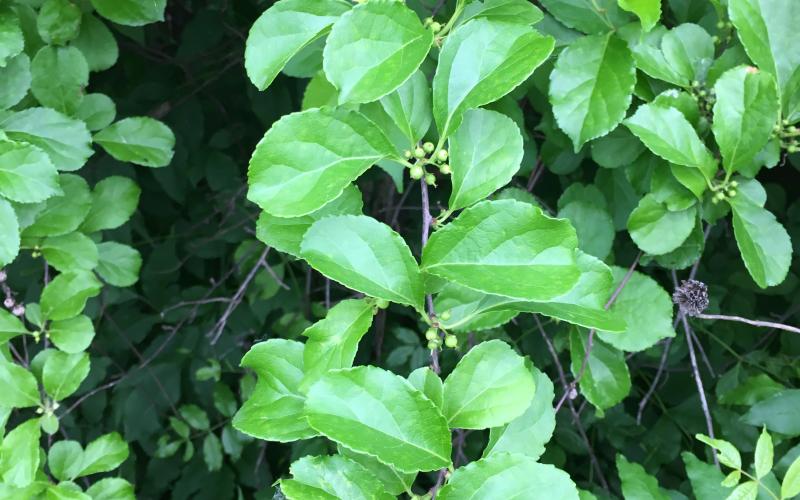 A vine with green leaves and green fruit at the leaf axils. 