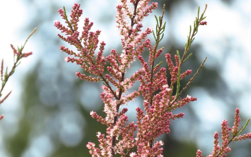 In the foreground is a long, slender twig with numerous branching, small pink flowers along the juniper-like leaves.