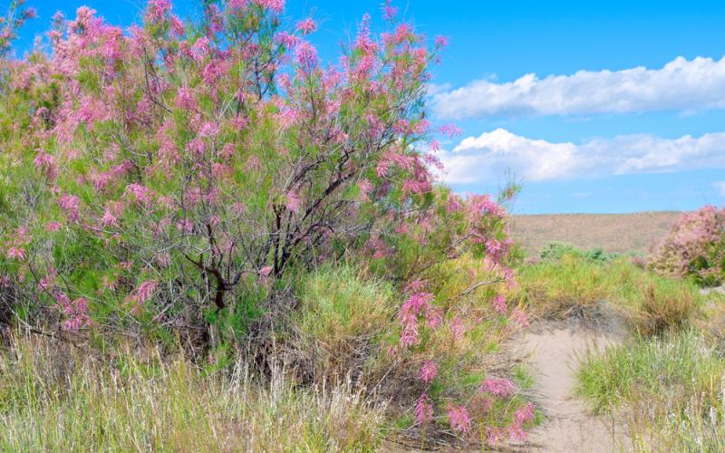 A shrubby, disheveled looking tree with dark bark and bright green foliage and long, slender pink flowers in the middle of the frame. It is in an arid, grassy environment along a sandy path.