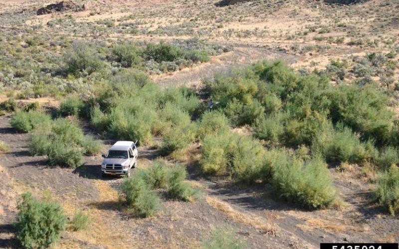 An aerial image in a sandy, desert-like environment. There is a white truck in the middle of a group of small green, wispy-looking shrubs.