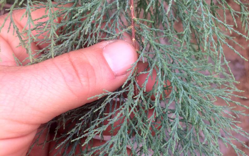 A hand holding flat, juniper- leaves, which are tiny and clumped together, branching out along a reddish-brown twig, centered in the middle of the image. The thumb is in the very middle holding the branch.