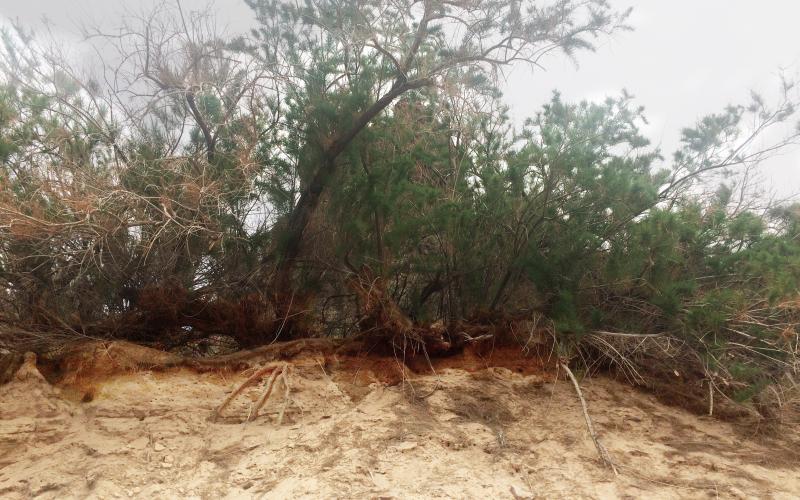 The bottom half of the photo has sandy soil showing roots of the trees growing on the top half of the photo. 