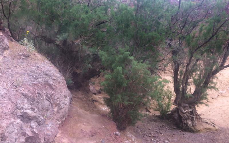 A group of mature shrubby trees growing on a sandy, arid ground near a large rock outcrop.  The tree’s roots are exposed at the bottom of the image and are curled and gnarly. The foliage is green and wispy along trunks with dark branches.