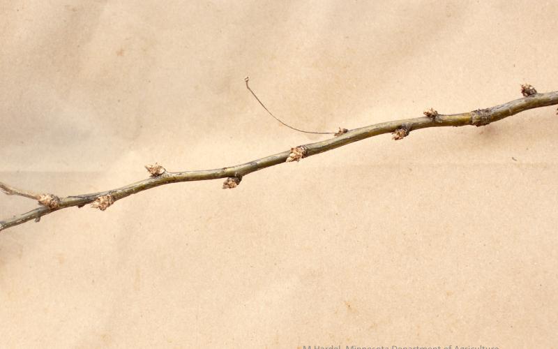 A greenish twig with leaf buds and a light background. 