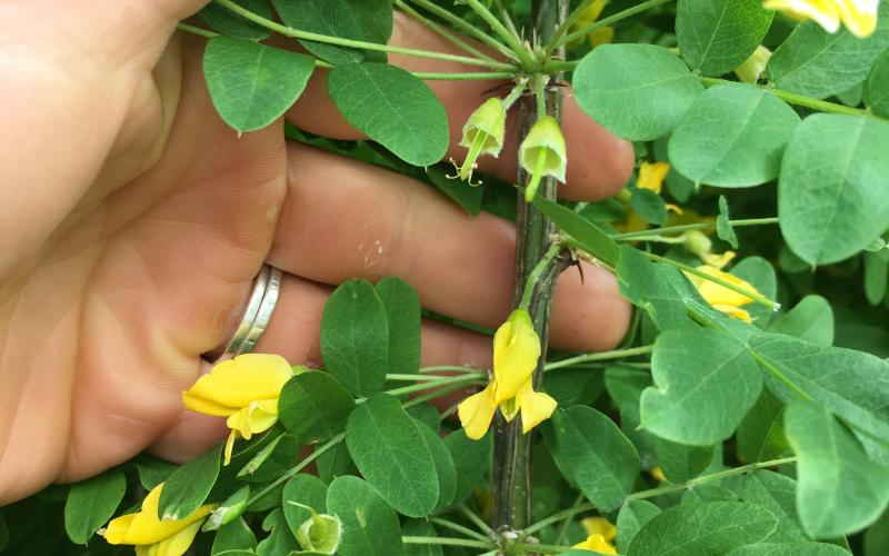 A hand holding a branch with small green leaves and yellow flowers. 