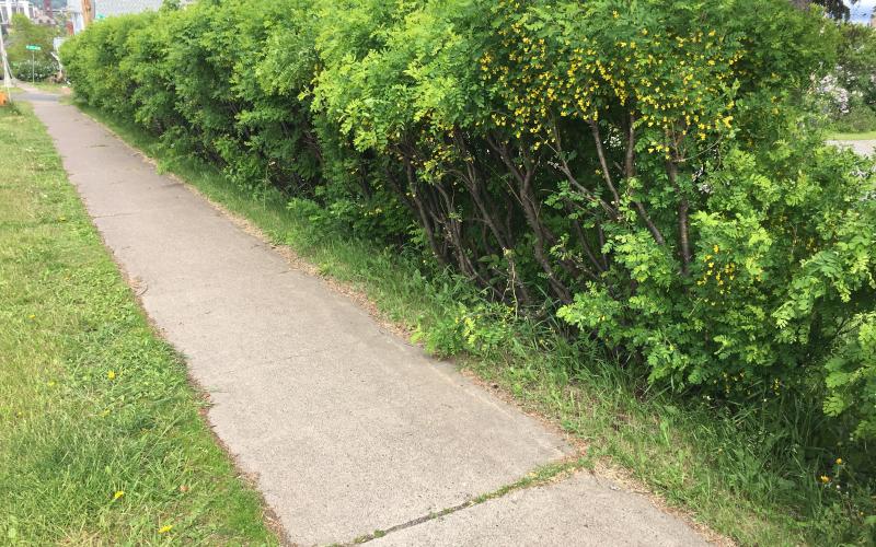 A row of green plants with yellow flowers trimmed into a hedge along a sidewalk. 