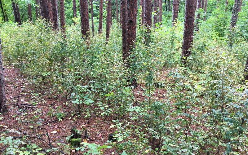 Short shrubs fill the understory of a forest.