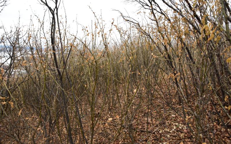 Shrubs without leaves growing on a hillside in late fall. 