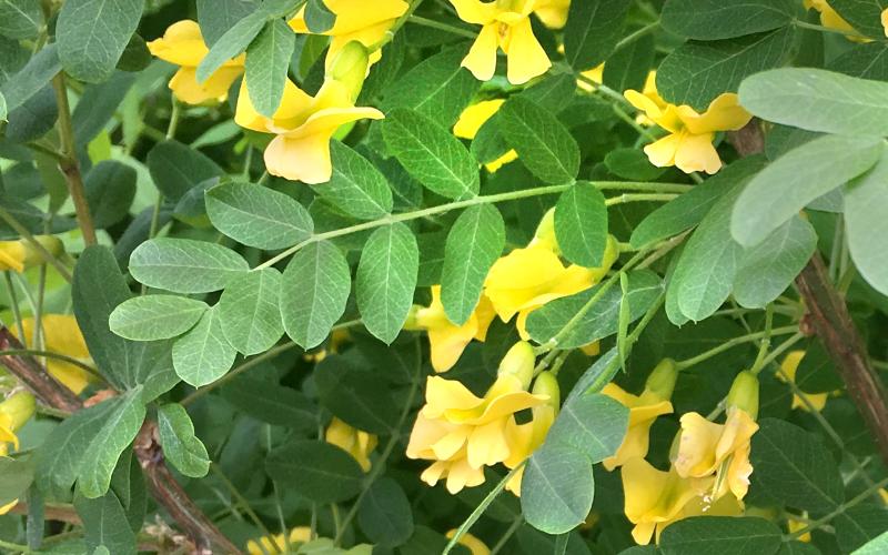 Pairs of green leaves with yellow flowers. 