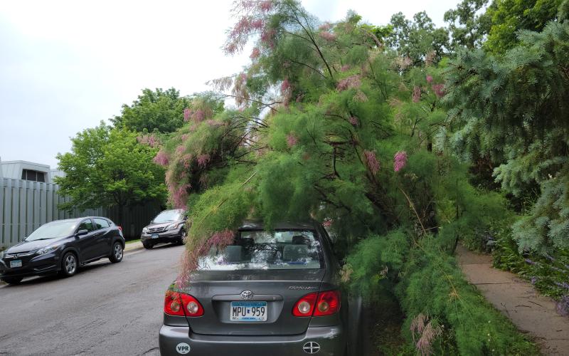 A tall shrub that has fallen on a car parked on a street. 