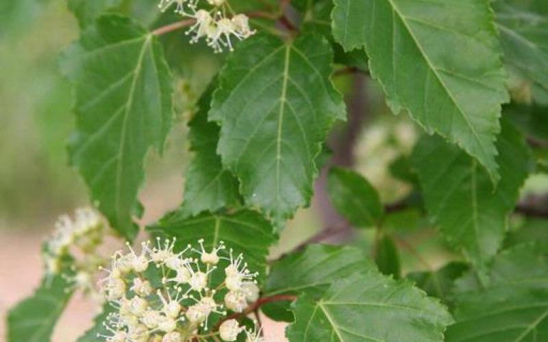 A cluster of several yellowish-white flowers on a tree with green leaves.