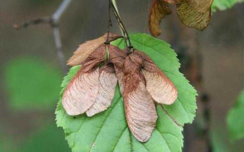 A close-up image of a green leaf. On top of the leaf are several brown winged samaras.