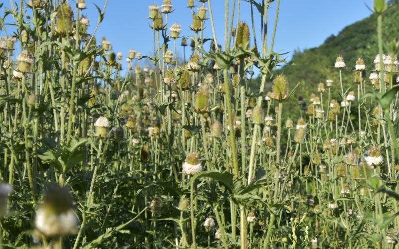 Many plants with white flowers against a blue sky.