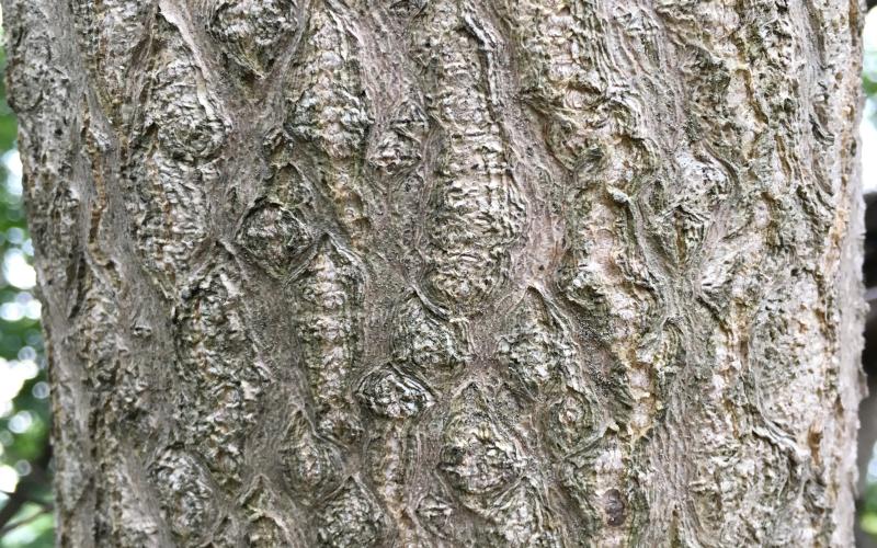 A closeup of the bark of the tree, which is grayish and ridged. 