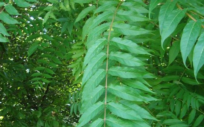 A large compound leaf with leaves in the background.  