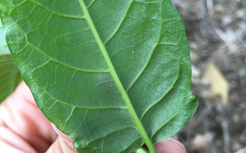 The back side of the leaf with visible veins. 