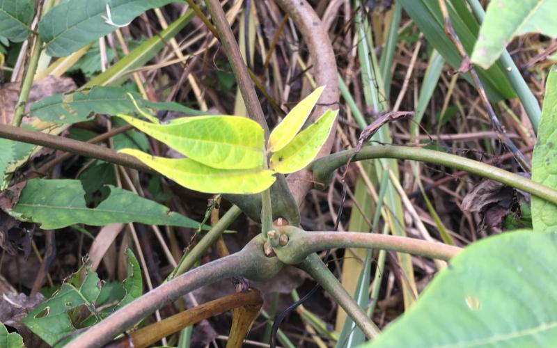 Small leaves emerging from the leaf and stem intersection.